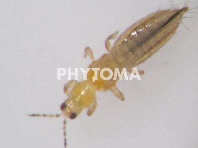 Frankliniella occidentalis